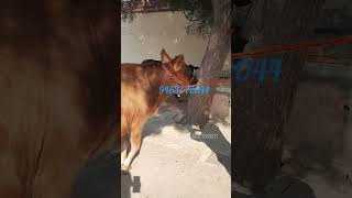 Two teeth jersey cow for sale extraordinary jersey cow for sale Jbs video shorts [upl. by Sorilda405]