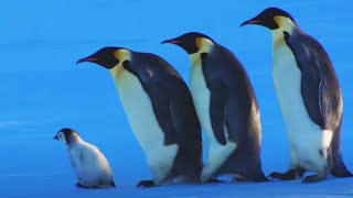 Baby Penguin Escapes Kidnap  Snow Chick A Penguins Tale  BBC Earth [upl. by Lashoh]