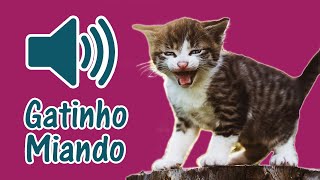 🐈 Som de Gato Filhote Miando  3 Barulho de Miado de Gatinho Filhotinho [upl. by Jamima]