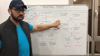 Pentose Phosphate Pathway 2 [upl. by Naimaj]