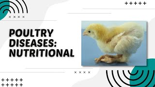 POULTRY 1  Poultry Diseases Vitamin amp Mineral Deficiency  Module 225 Student Output [upl. by Hintze407]