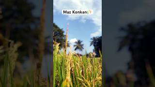 Mazya Konkan Cho Rubab Bhari…🌾🌾 shorts ytshorts konkannature kokan konkani agriculture [upl. by Burke]