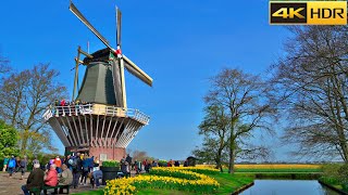 Keukenhof Netherlands🌷Tulip Gardens💐Virtual Walk Full Tour of Keukenhof 4K HDR [upl. by Ames220]