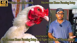 Paper White Aseel Rooster Setup and Mealworms Home Farming Setup 2024 Karachi Latest Updates [upl. by Kati]