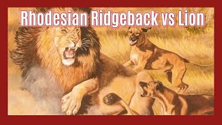 Ridgebacks vs Lions The True Story of LionHunting Dogs [upl. by Nataline]