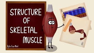 Structure of Skeletal Muscle  Skeletal Muscle Bands  Muscle Tissue  Nerve Muscle Physiology [upl. by Plunkett]