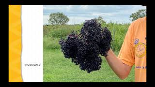 Elderberries for Farm or Garden [upl. by Sirehc]