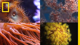 Coral Reefs 101  National Geographic [upl. by Markos]