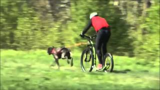 Patinette cross canin Kickbike [upl. by Richia621]