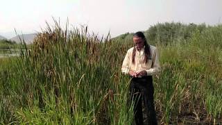 Richard Lonewolf on Cattails Chufa amp Bulrush [upl. by Ennoval456]