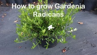 How to grow Gardenia Radicans the dwarf fragrant evergreen shrub [upl. by Nnaarual200]