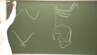 Abdomen et pelvis 1  Paroi abdominale antérolatérale [upl. by Hedges]