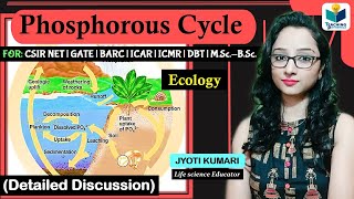 Phosphorous Cycle in Hindi  Biogeochemical Cycle [upl. by Einnil184]