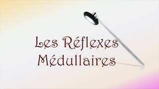 Neurofacile 9  Les réflexes médullaires [upl. by Namwob]