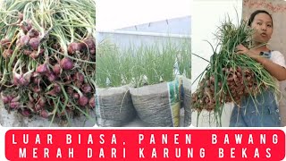 Panduan Lengkap Menanam Bawang Merah di Karung  Panen Melimpah [upl. by Ilocin]