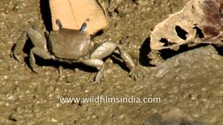 The Sundarbans mangrove forest [upl. by Dee787]