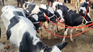 Kundarapalli Friday market Krishnagiri district [upl. by Kcirdef]