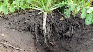 Tillage Radish Cover Crop [upl. by Ttezil537]