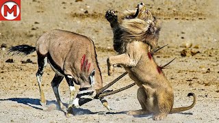 100 Craziest Animal Fights of All Time 2024 [upl. by Arnie862]