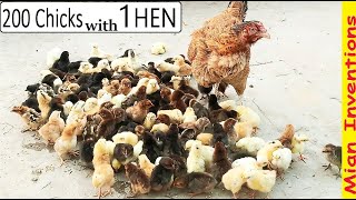 200 CHICKS with ONE HEN  Mature MURGI Hen HATCHED Eggs to 200 BABY CHICKS [upl. by Ylevol]