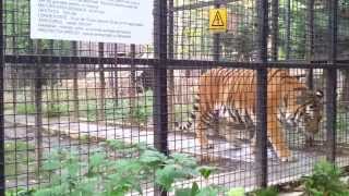 Tigru Siberian  Gradina Zoo Baneasa [upl. by Anelrihs]