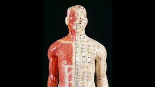 How Acupuncture Works [upl. by Jenette]