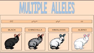 Multiple Alleles  Biology Animation [upl. by Lasser557]