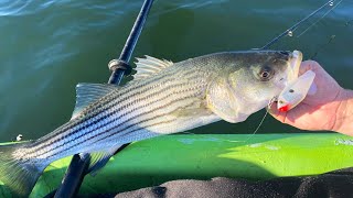 More Northshore Striped Bass 11824 Fall Run Fishing [upl. by Itsym]