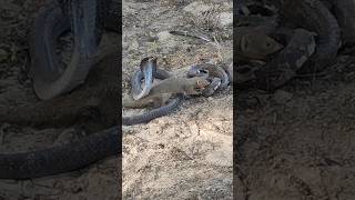 The Mongoose bites the Snake in front of the snakes friendmongoosesnakewildlifemongooseVssnake [upl. by Ihcur]