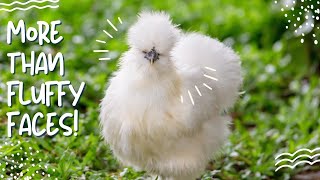 Silkie Chickens The Cutest Chicken with a Rich History [upl. by Anneres766]