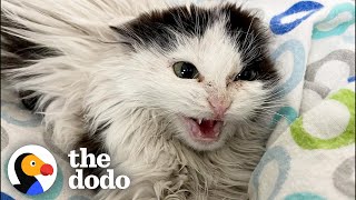 Giving A Hissing Feral Kitten A Bath And This Happens  The Dodo Faith  Restored [upl. by Lednam]