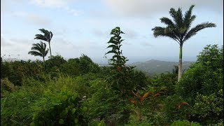 59 Barbados  Mount Hillaby 340m [upl. by Adnwahsor910]