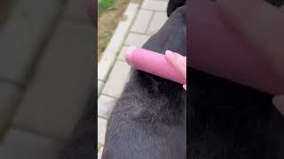 Best brush ever does exist dog musthaves doglover brush [upl. by Aikym165]