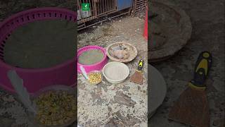 Pigeon tips video Bangla  ytshorts pigeontips short birds pest [upl. by Secor615]