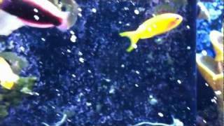 400 Gallon Reef System Update  Radiant Wrasse Halichores iridis [upl. by Suollecram]