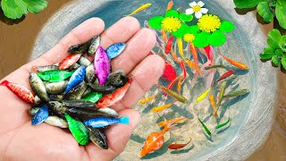 Amazing Catch Nest Aquarium Fish In Tiny Pond Arowana Koi Guppies Pencil Fish  Fishing Video [upl. by Eintruoc]