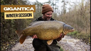 Gigantica Winter Session  Extract [upl. by Benzel]