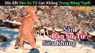 Thợ Săn Chuyên Nghiệp Bắt Báo Sư Tử Khủng Nặng 90 Kg Nhờ Đàn Chó Săn  Review Con Người Và Cuộc Sống [upl. by Rey]