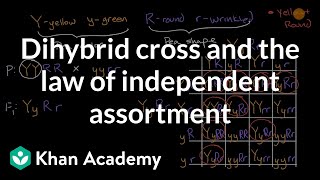 Dihybrid cross and the Law of Independent Assortment  High school biology  Khan Academy [upl. by Tloc]