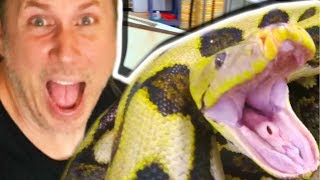 19 FOOT SNAKE GOT LOOSE AND WENT CRAZY ON ME  BRIAN BARCZYK [upl. by Foy]