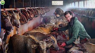 FEATURED How Australian Farmers and Hunters Deal with Wild Cows [upl. by Bernadette]