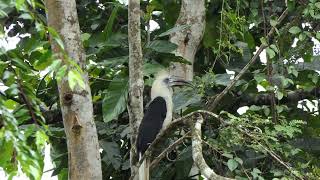 White crowned Hornbill Sukau Kinabatangan River Sabah Malaysian Borneo [upl. by Chabot415]