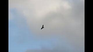 flying over the river parrett and crewkerne [upl. by Adihsar]