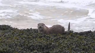 Otter in Machir Bay Isle of Islay [upl. by Niroht]