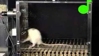 Conditioned suppression of a rats lever pressing [upl. by Dalenna]