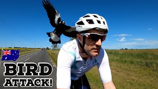 When Birds ATTACK  Australian Magpie Swooping Season 🇦🇺🦅 [upl. by Lubeck604]