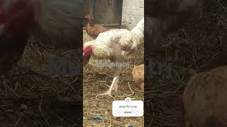 Vvip Rabbit or Aseel for sale muhabbatrj chicken shok rajputshorts rabbits [upl. by Dewey861]