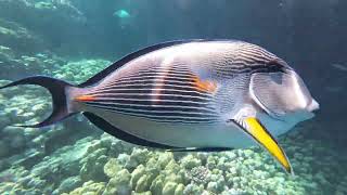 Schnorcheln am Steg vom Grand Makadi Bay  Hurghada  Egypt  Traumhafte Unterwasserwelt [upl. by Laubin]