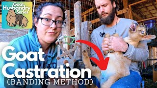 Castrating Goats How Why and When [upl. by Danella]