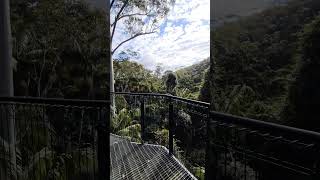 Tamborine Mountain Gold Coast Australia 🏞🤩💞tamborine goldcoast qld australia skywalk travel [upl. by Lyrpa]